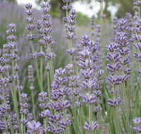 Warratina Lavender Farm - Accommodation QLD