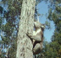 Creswick Regional Park - Accommodation QLD