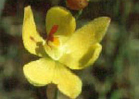Langwarrin Flora And Fauna Reserve - Accommodation QLD 0