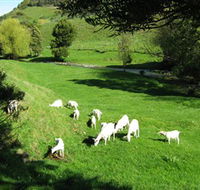 Goats of Gaia Soap - Accommodation QLD