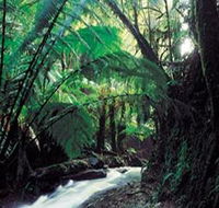 Melba Gully - Accommodation QLD