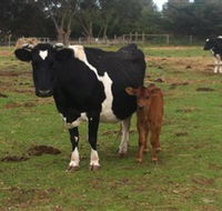 Animal Land Children's Farm - Accommodation QLD