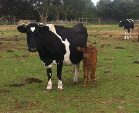 Animal Land Children's Farm - Accommodation QLD 0