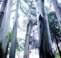 Dandenong Ranges National Park - Accommodation QLD