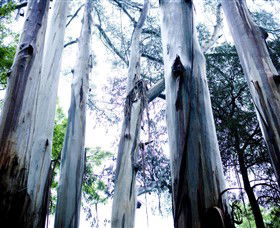 Dandenong Ranges National Park - Accommodation QLD 0