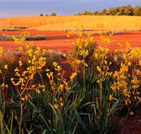 Royal Botanic Gardens Victoria Cranbourne - Accommodation QLD