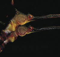 Eagle Rock Marine Sanctuary - Accommodation QLD