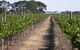 Mount Beckworth Wines - thumb 0