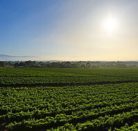 GREENSTONE VINEYARDS - Accommodation QLD