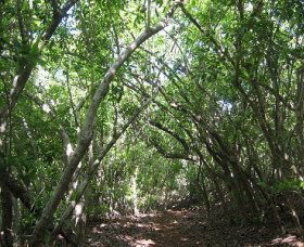 Eucalypt Trail - Accommodation QLD 0