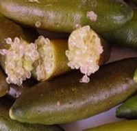 Sandy Creek Olives and Finger Limes - Accommodation QLD