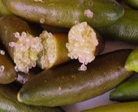 Sandy Creek Olives And Finger Limes - Accommodation QLD 0