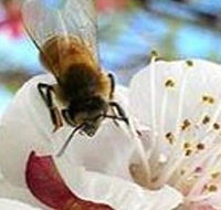 Clayridge Honey - Accommodation QLD