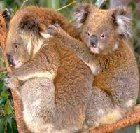 Shoalhaven Zoo - Accommodation QLD