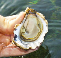 The Oyster Pot - Accommodation QLD