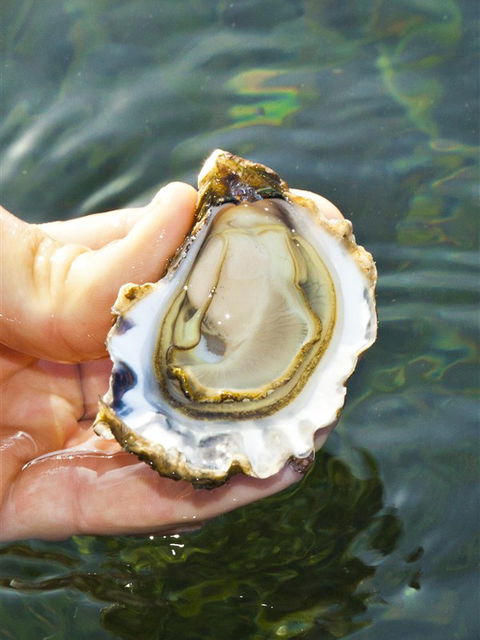 The Oyster Pot - Accommodation QLD 0