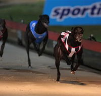 Dapto Dogs - Accommodation QLD
