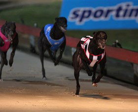 Dapto Dogs - Accommodation QLD 0