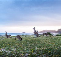 Pebbly Beach - Accommodation QLD