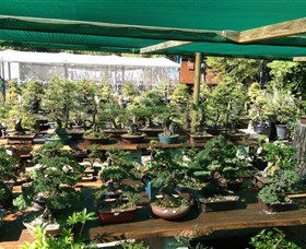 Bonsai At The Bay - Accommodation QLD 0