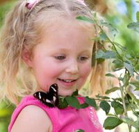 Coffs Harbour Butterfly House - Accommodation QLD