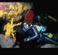 Solitary Islands Marine Park - Accommodation QLD