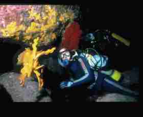 Solitary Islands Marine Park - Accommodation QLD 0