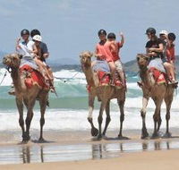 Camel Rides with Coffs Coast Camels - Accommodation QLD