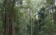 Bongil Bongil National Park - thumb 0