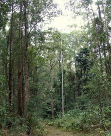 Bongil Bongil National Park - Accommodation QLD 0