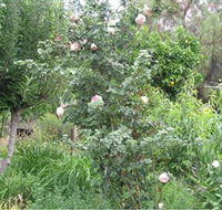Tombstone Estate Vineyard - Accommodation QLD