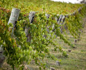Moothi Estate Vineyard And Cellar Door - Accommodation QLD 1