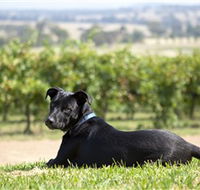 Moothi Estate Vineyard and Cellar Door - Accommodation QLD