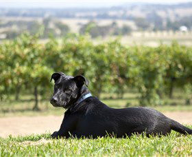 Moothi Estate Vineyard And Cellar Door - Accommodation QLD 0