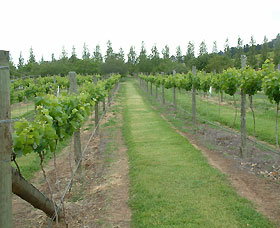 Lake George Winery - Accommodation QLD 1