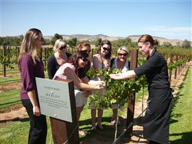 Jacob's Creek Vineyard Tour - Accommodation QLD 2