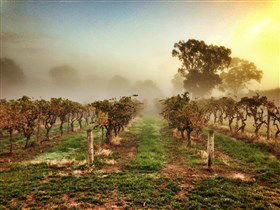 Lambert Estate Wines - Accommodation QLD 1