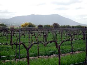 Remarkable View Wines - Accommodation QLD 1