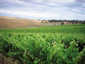 Uleybury Wines - Accommodation QLD 2