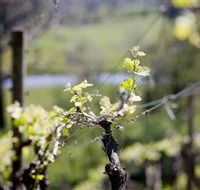 Mount Cole WineWorks - Accommodation QLD