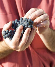 Brown Magpie Wines - Accommodation QLD 0