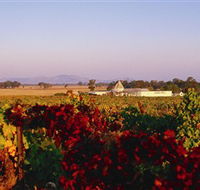 Morris Wines - Accommodation QLD