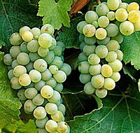 Clover Hill Vineyard - Accommodation QLD
