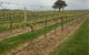 Indigo Vineyard - thumb 1