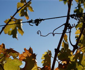 Blackjack Vineyards - Accommodation QLD 1
