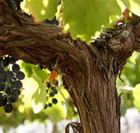 Blackjack Vineyards - Accommodation QLD