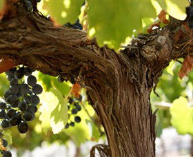 Blackjack Vineyards - Accommodation QLD 0