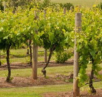 Mt Coghill Vineyard - Accommodation QLD