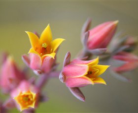 Royal Botanic Gardens Victoria - Accommodation QLD 3