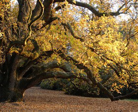 Royal Botanic Gardens Victoria - Accommodation QLD 6